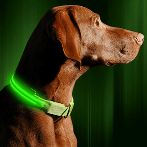 Dog LED Collar