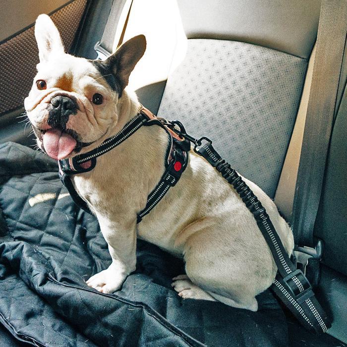 DogClip Seat Belt